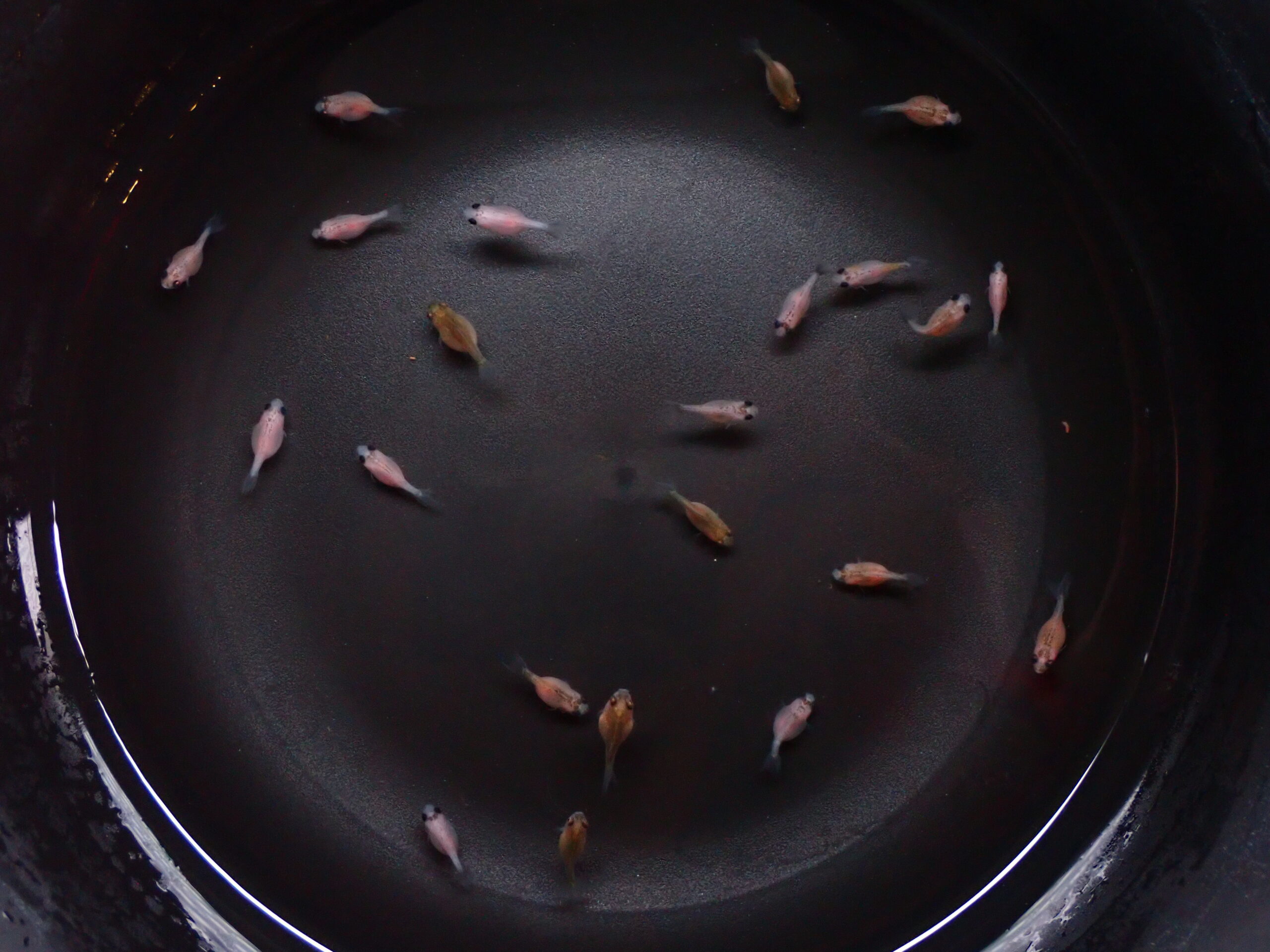ピンポンパール　稚魚